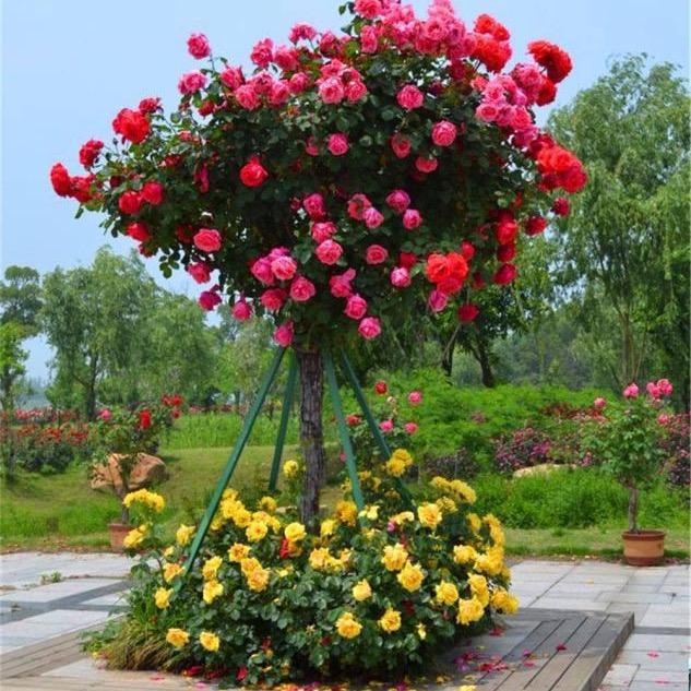 花花世界