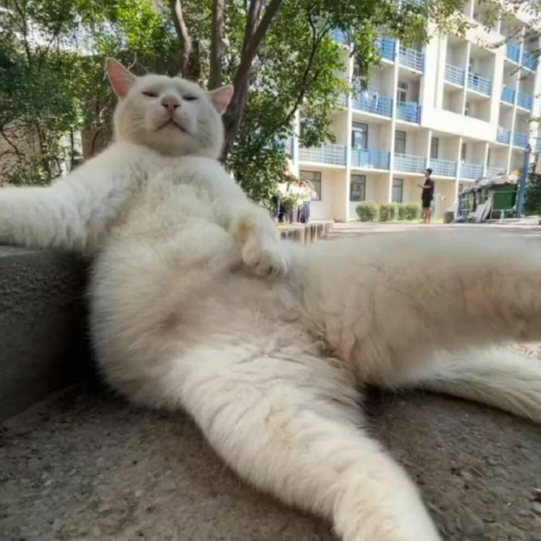 读研小怪兽