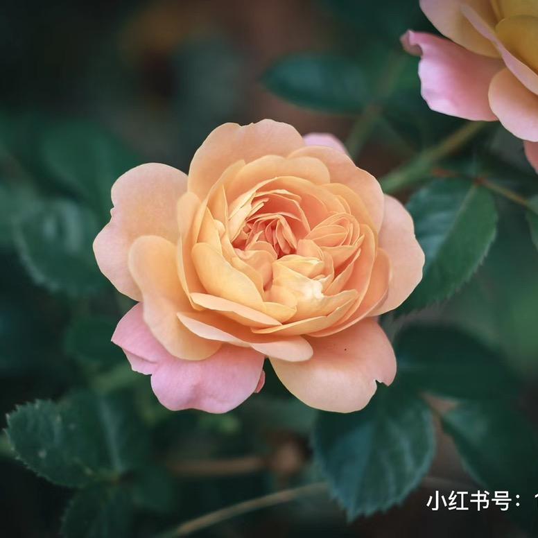 花海香苑月季园