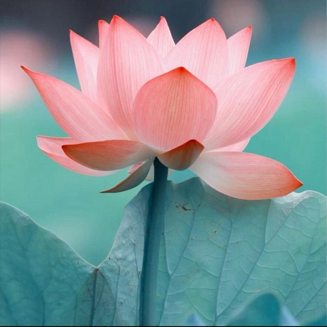 花开富贵123