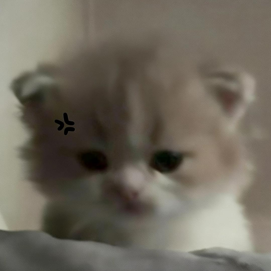 喵喵。