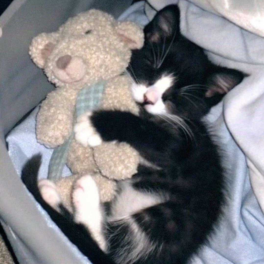 小猫上班带薪拉屎