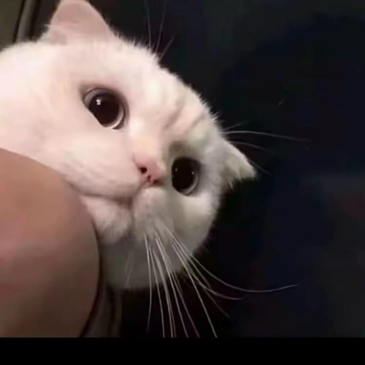 小菲