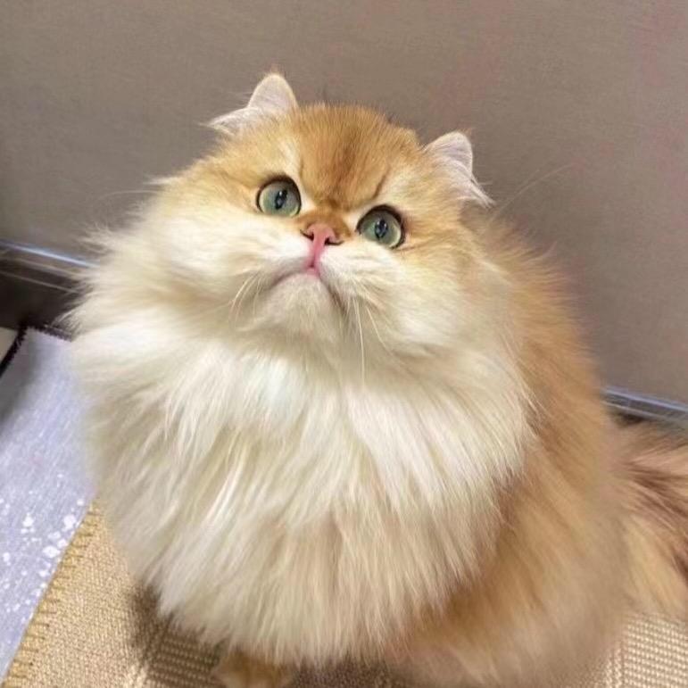 鑫*哥