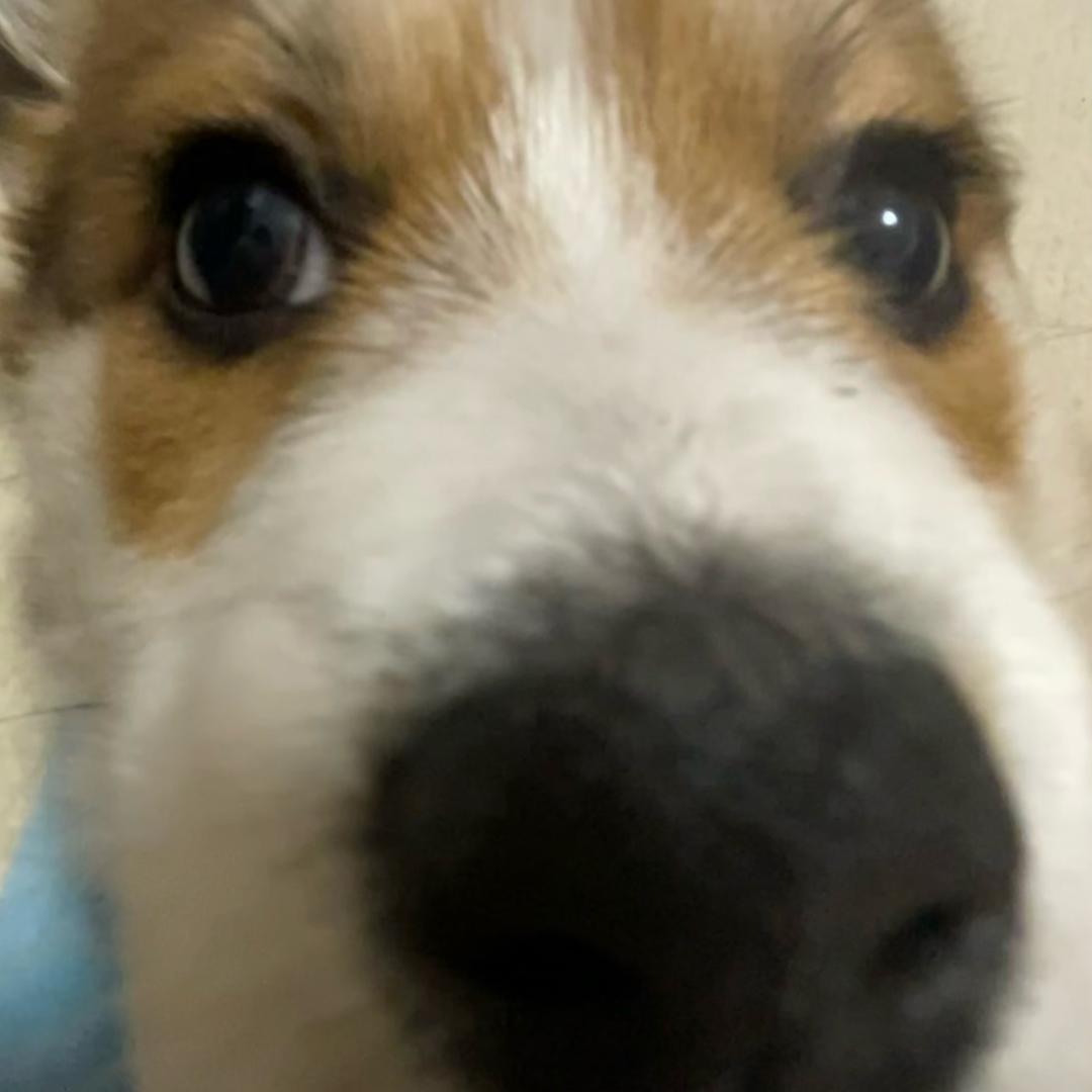 煎饼狗子🐶