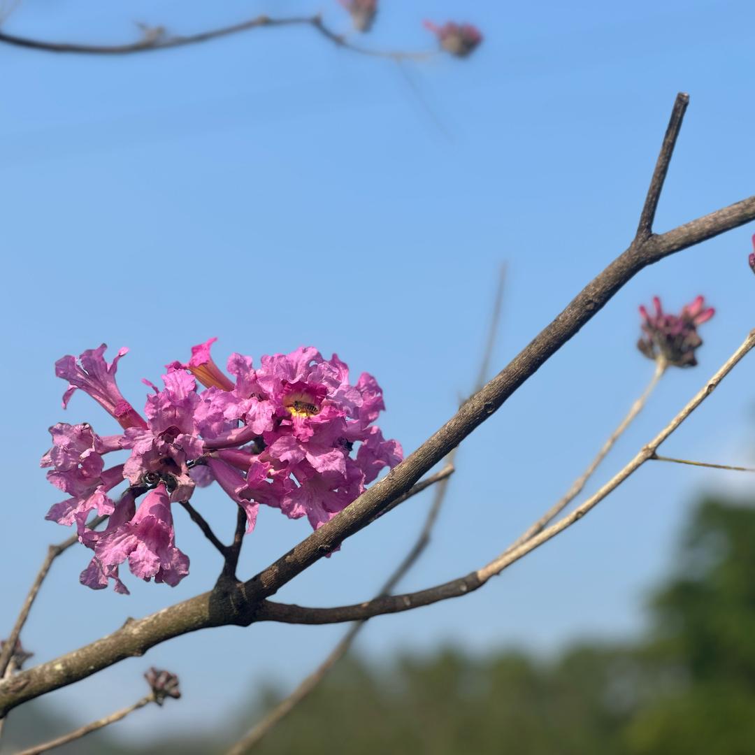 🌸养只蜗牛🌸