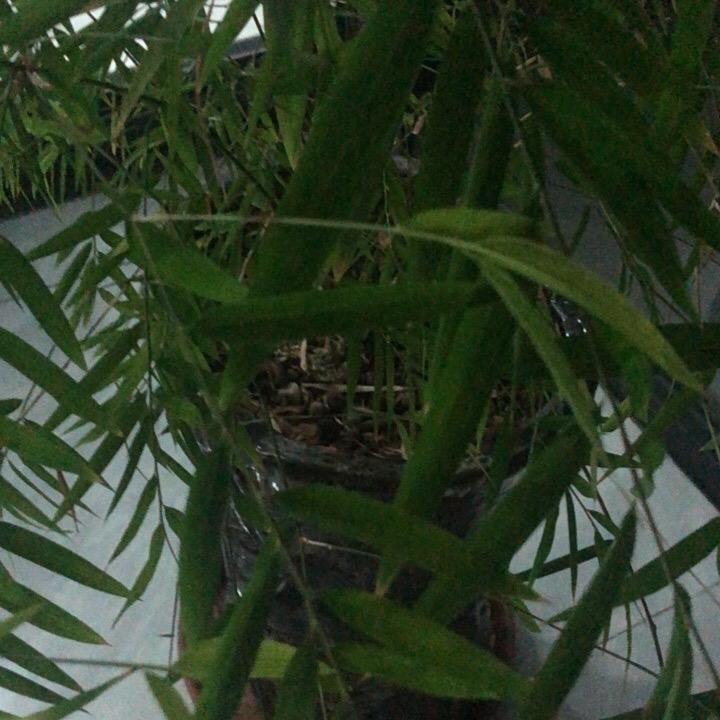 亮哥好物直播返场