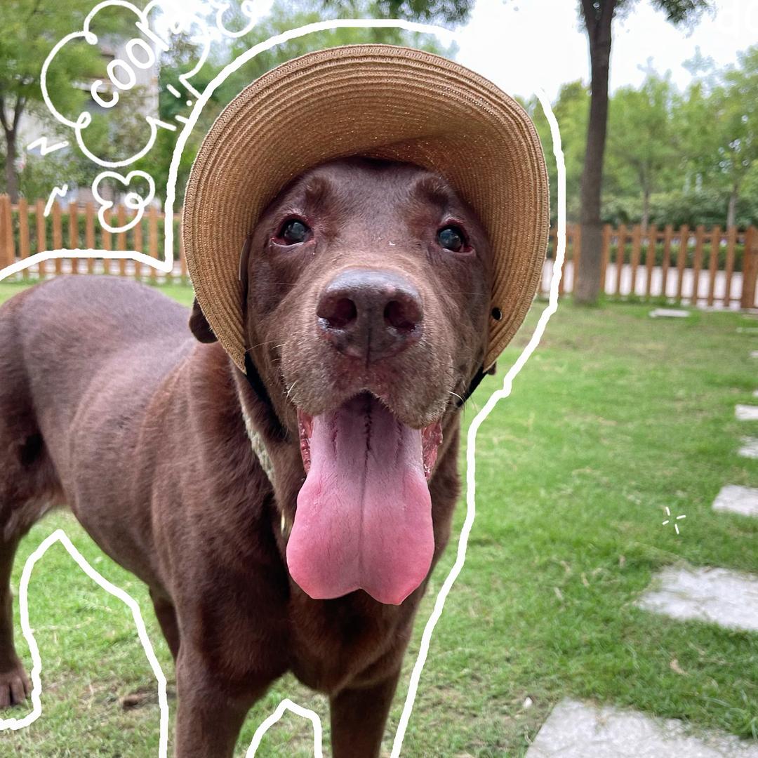 阿狸阿狸阿狸里