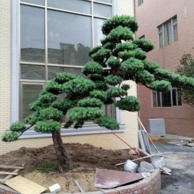 中山市世茂园林有限责任公司