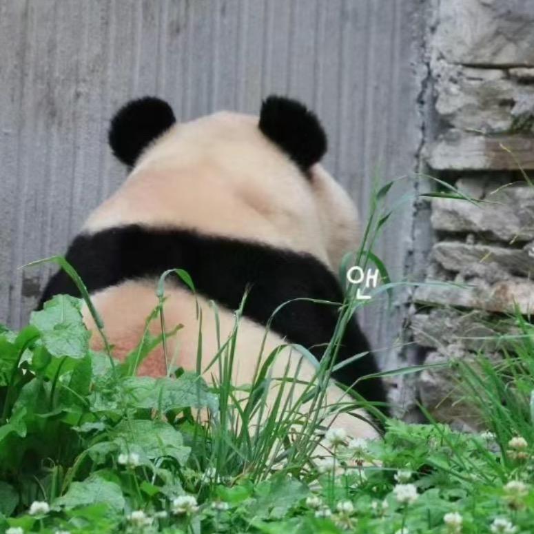 ˙Ⱉ˙
