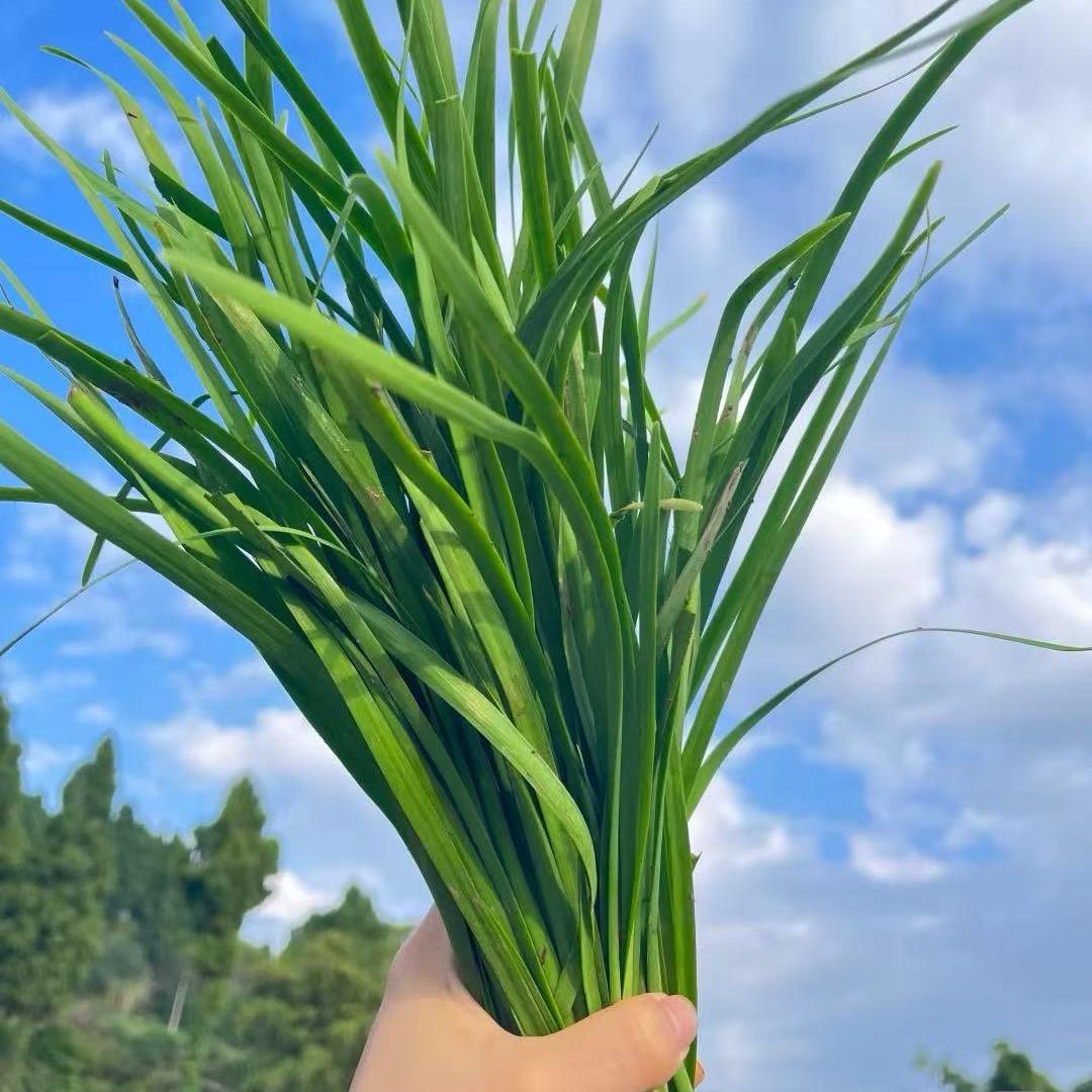 会议室的韭菜🌿