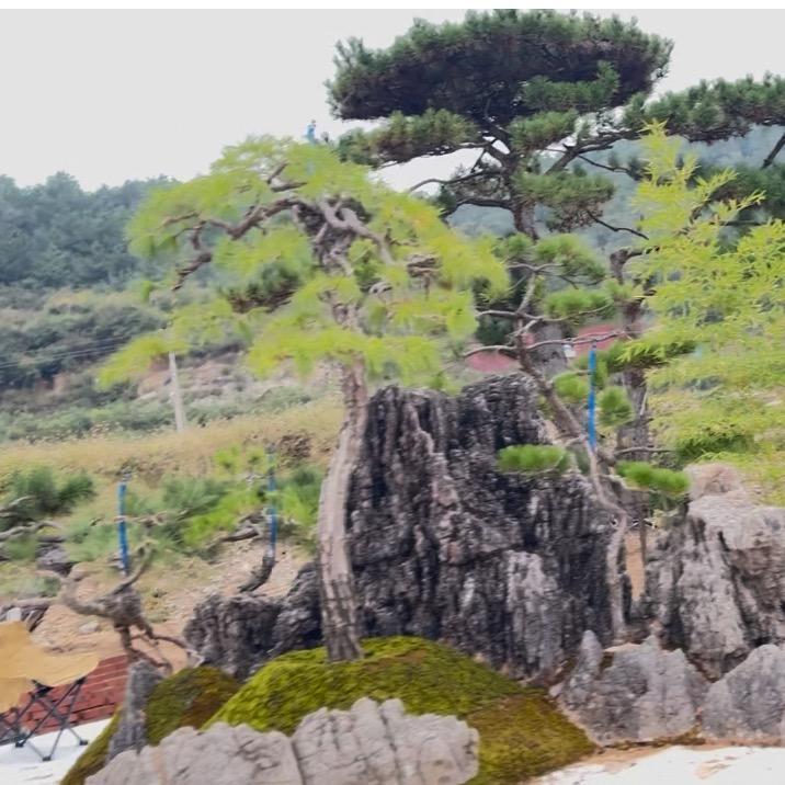 黑松园魏总