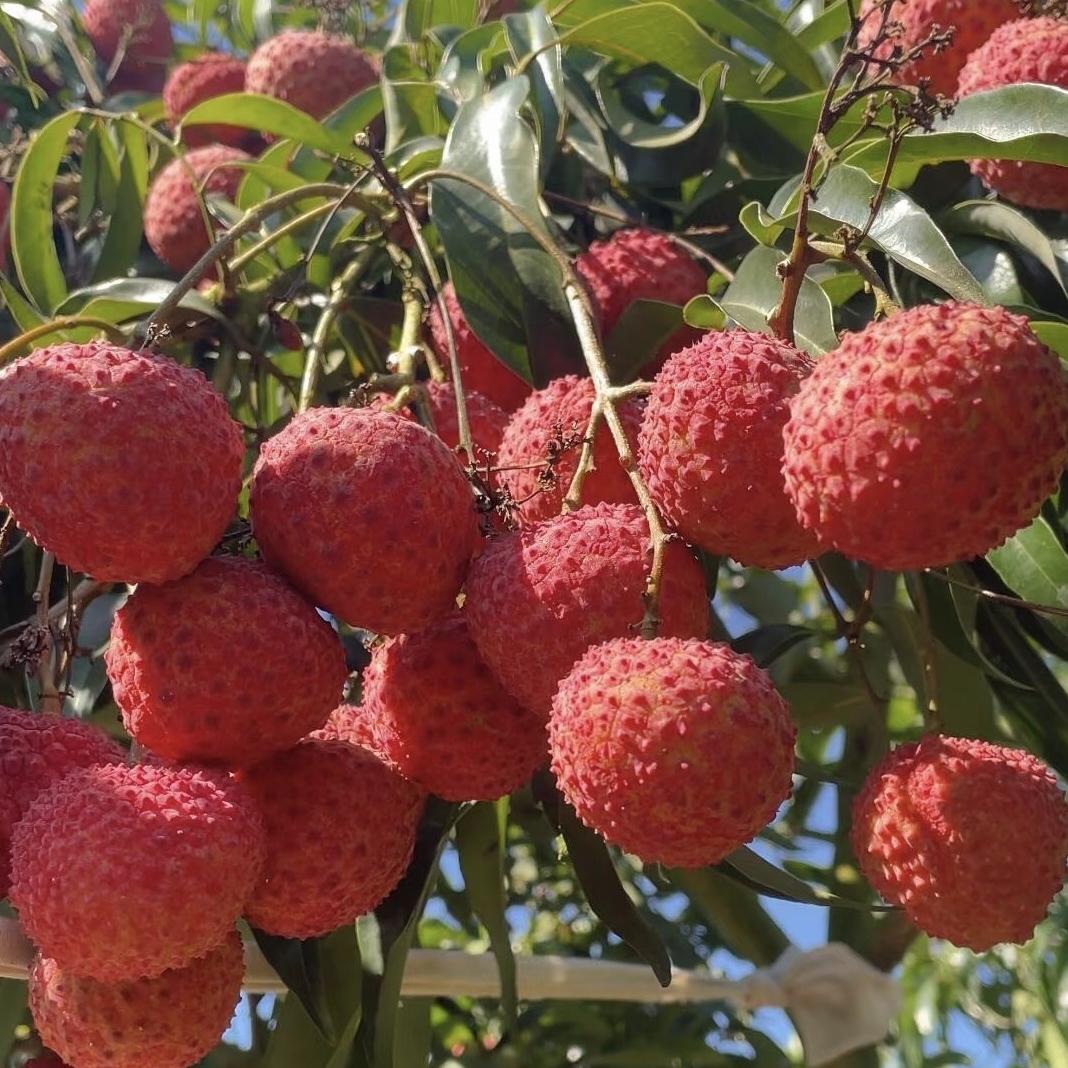 硕元家好果园荔枝明日达