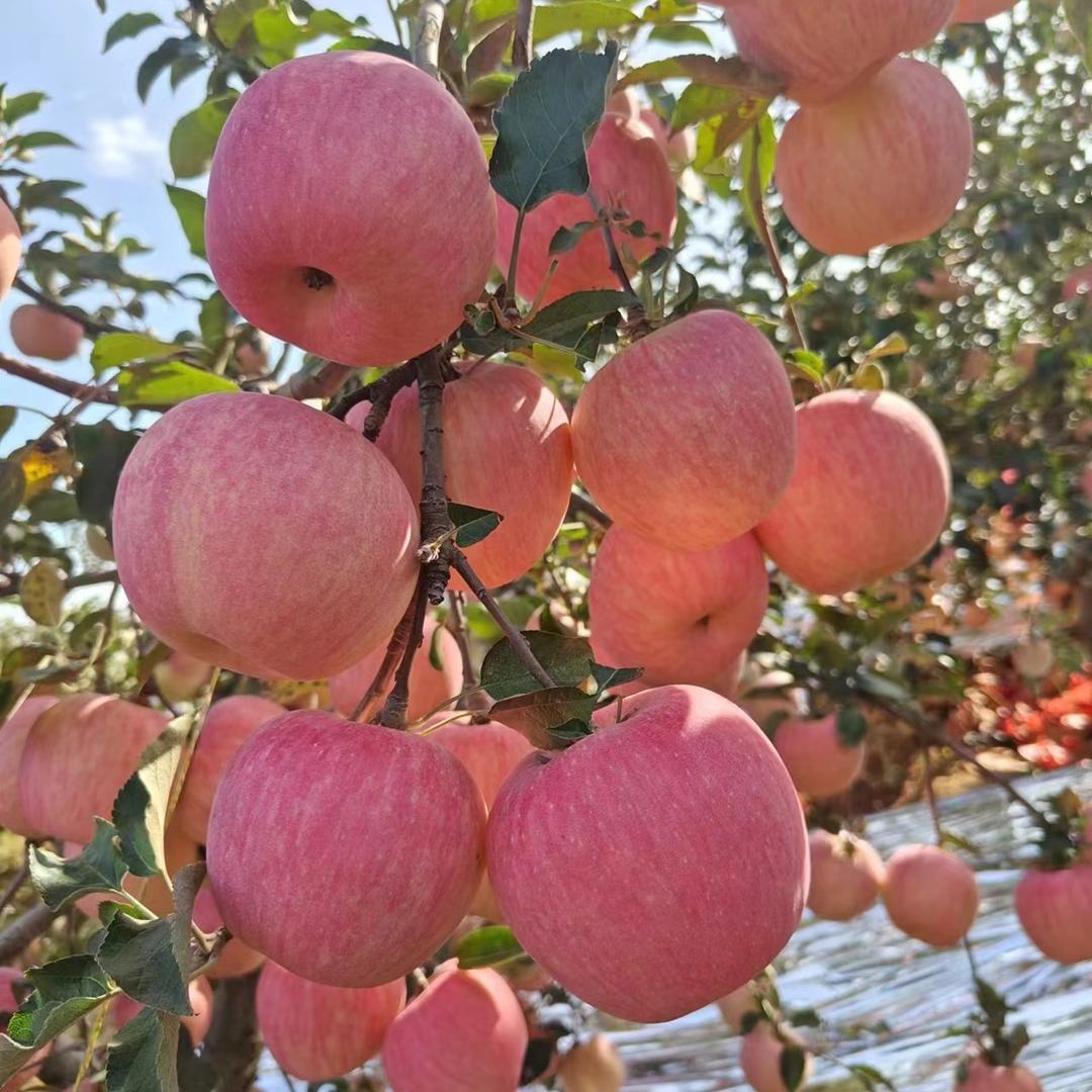 红富士苹果价格行情