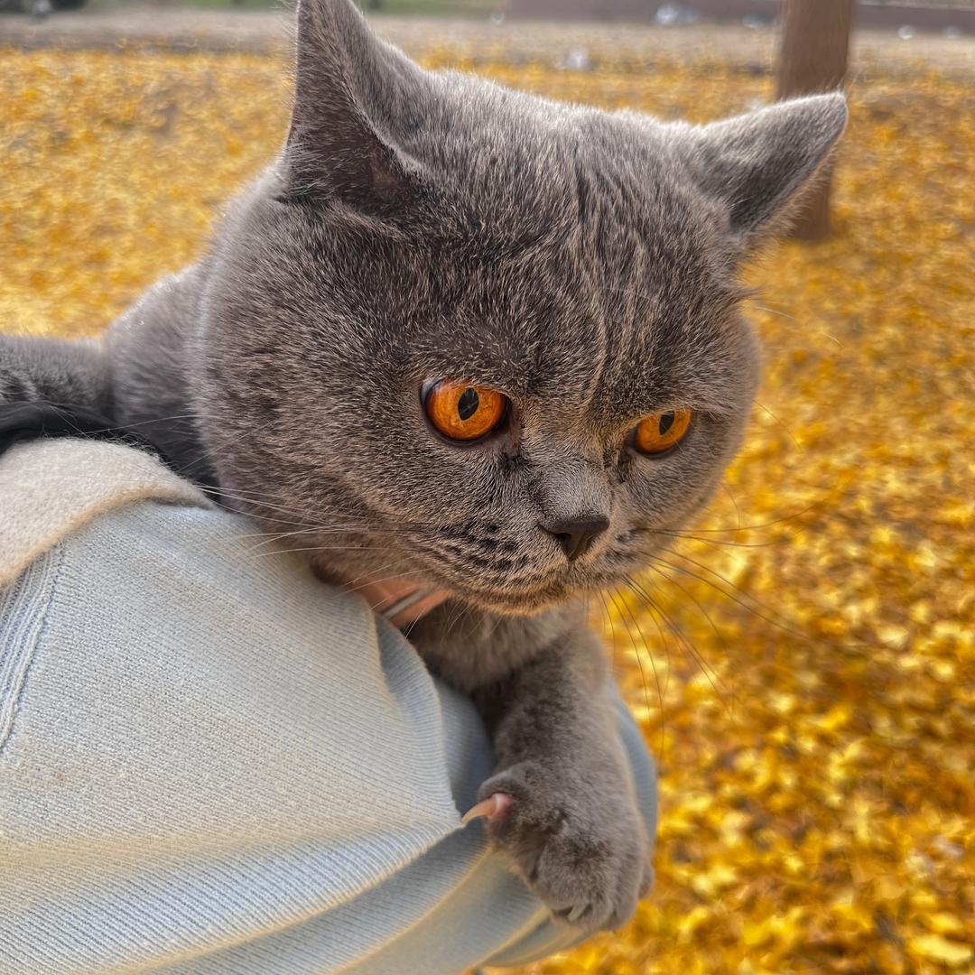 我叫十五🐱