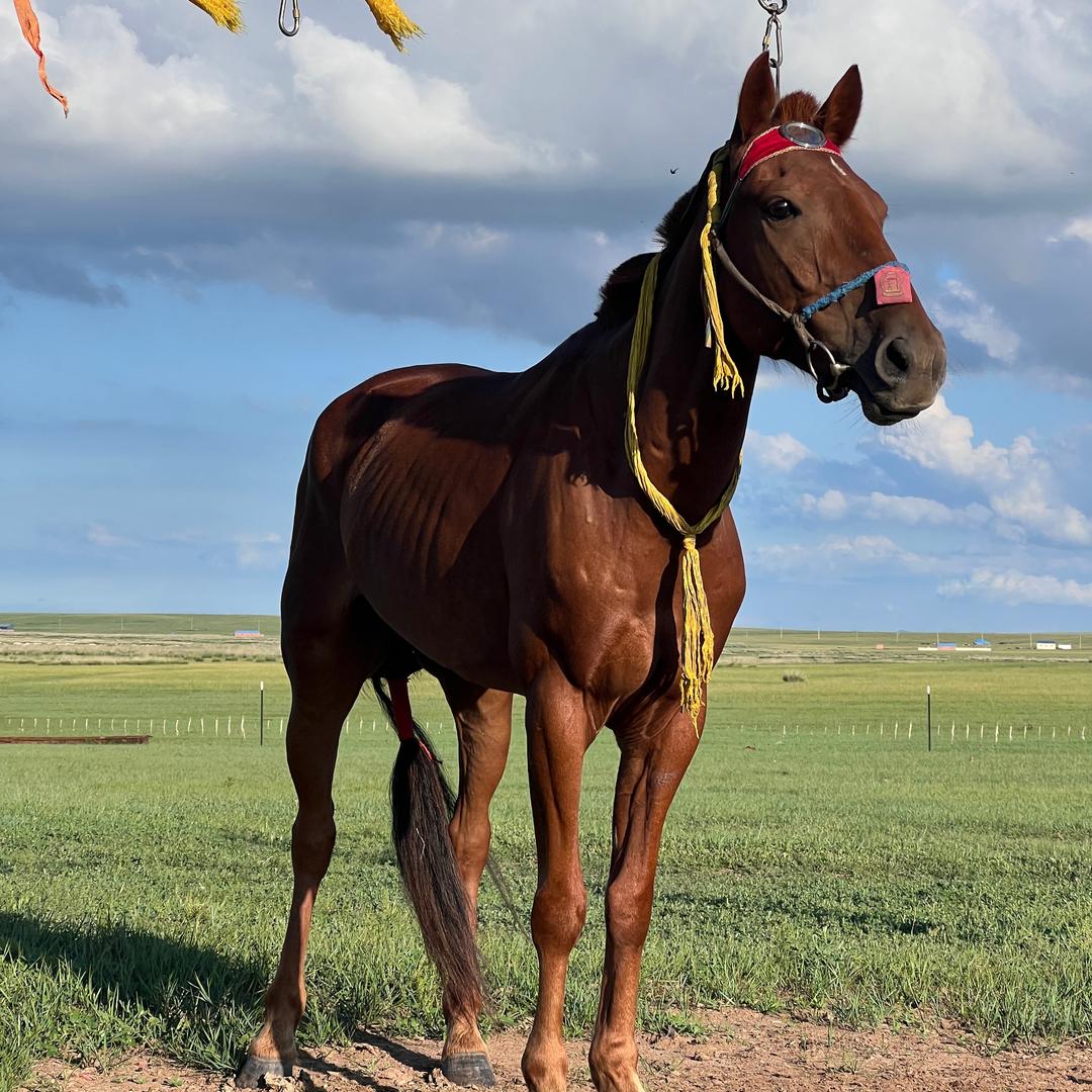 骑马看世界🐎