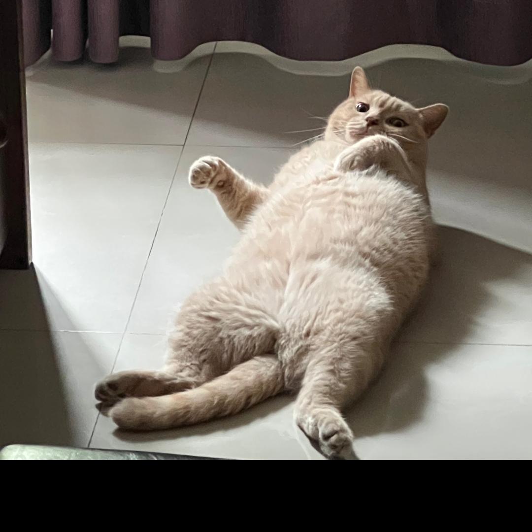 芝士是只猫猫🐱