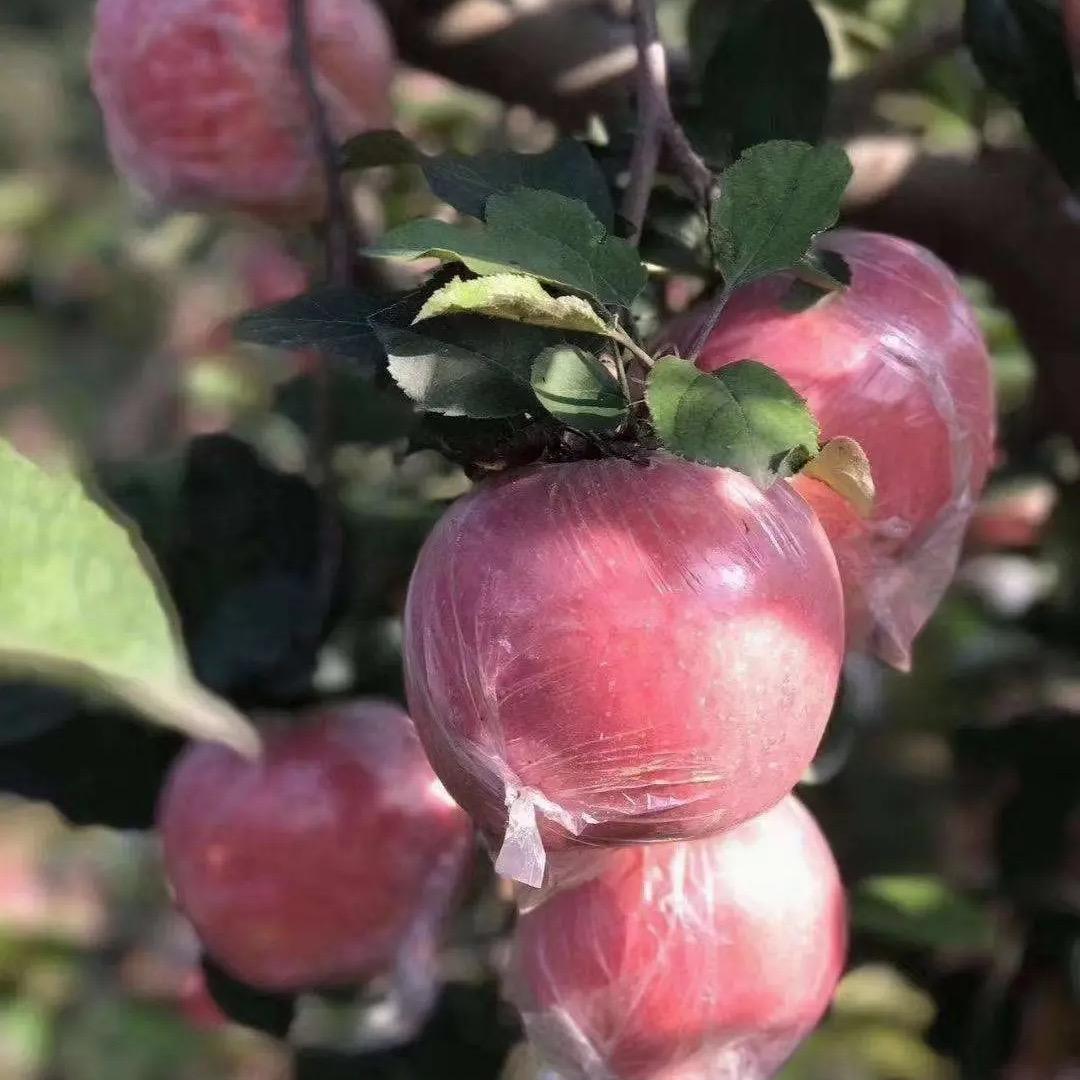 红苹果🍎🍎