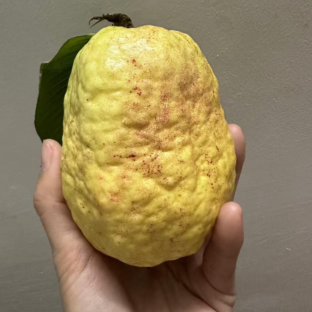 佩奇终结者          ╲😏