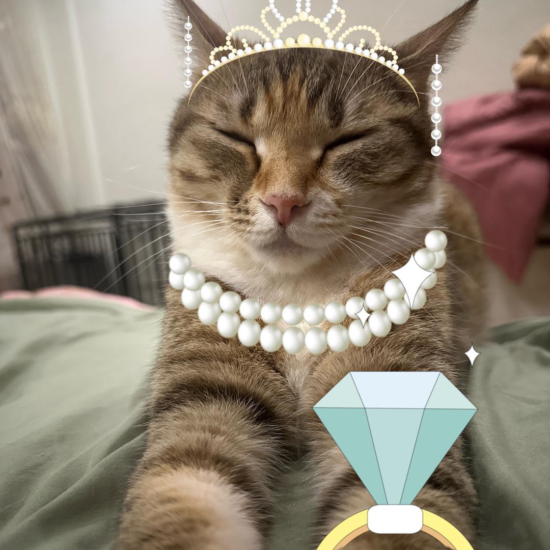 金条是只公主猫