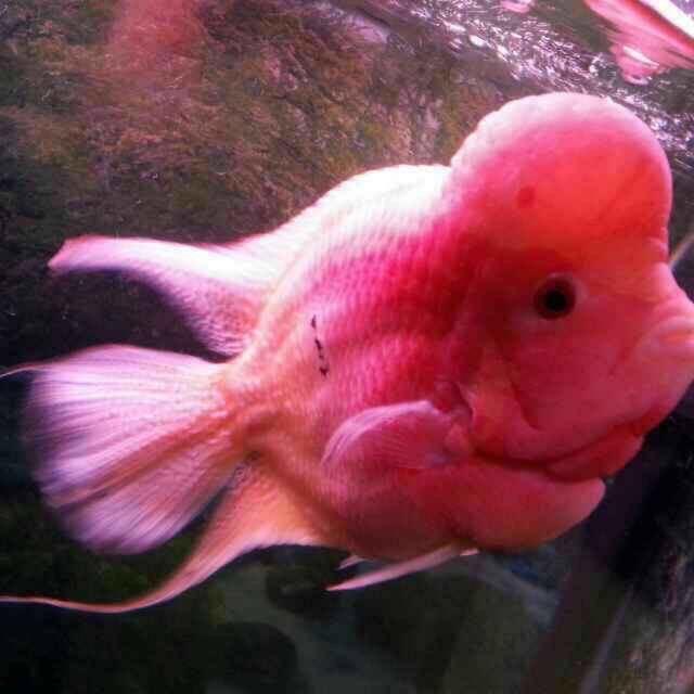 腹肌归壹