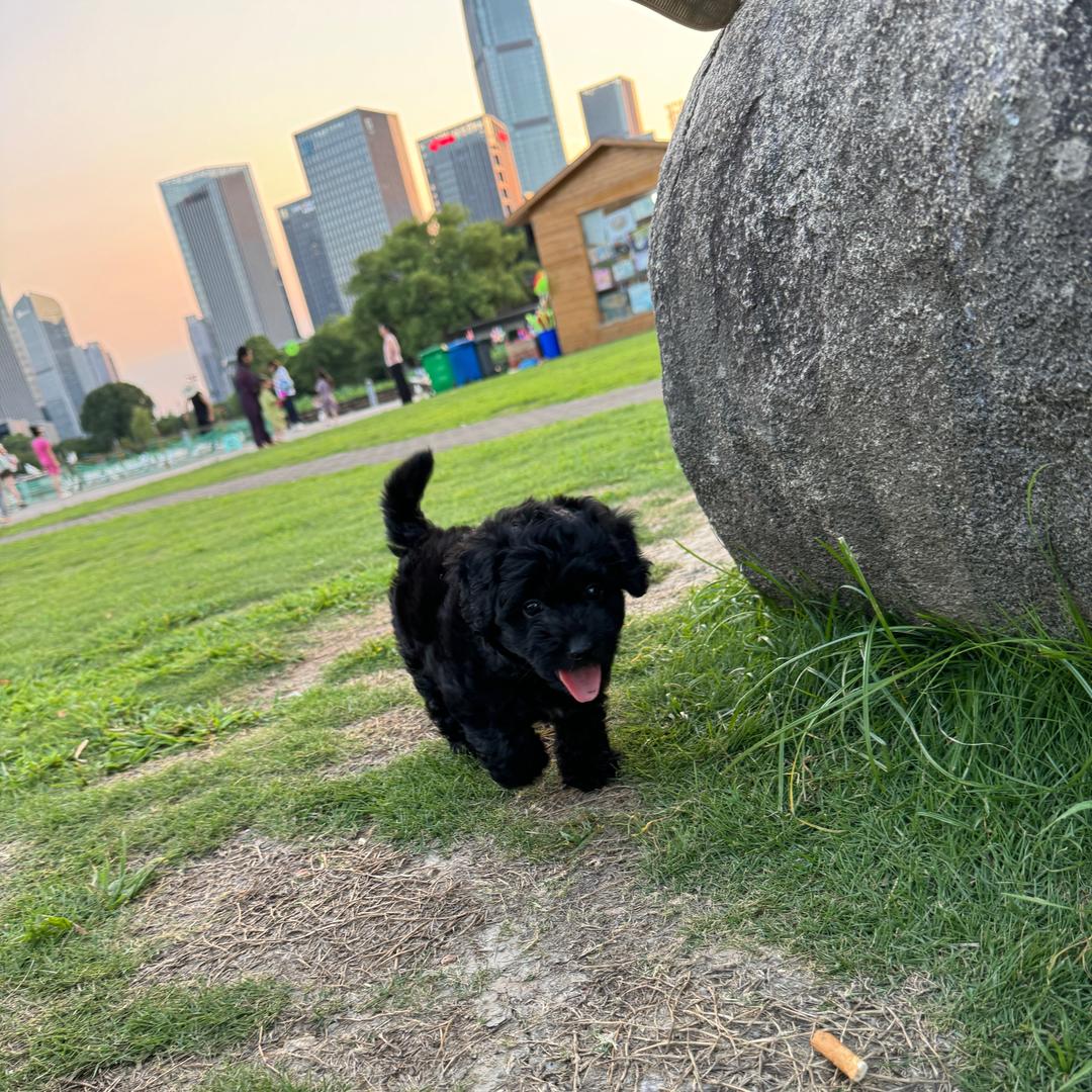 米小糯