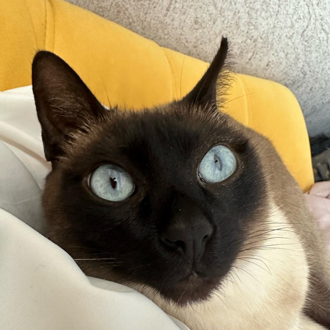 小煤球