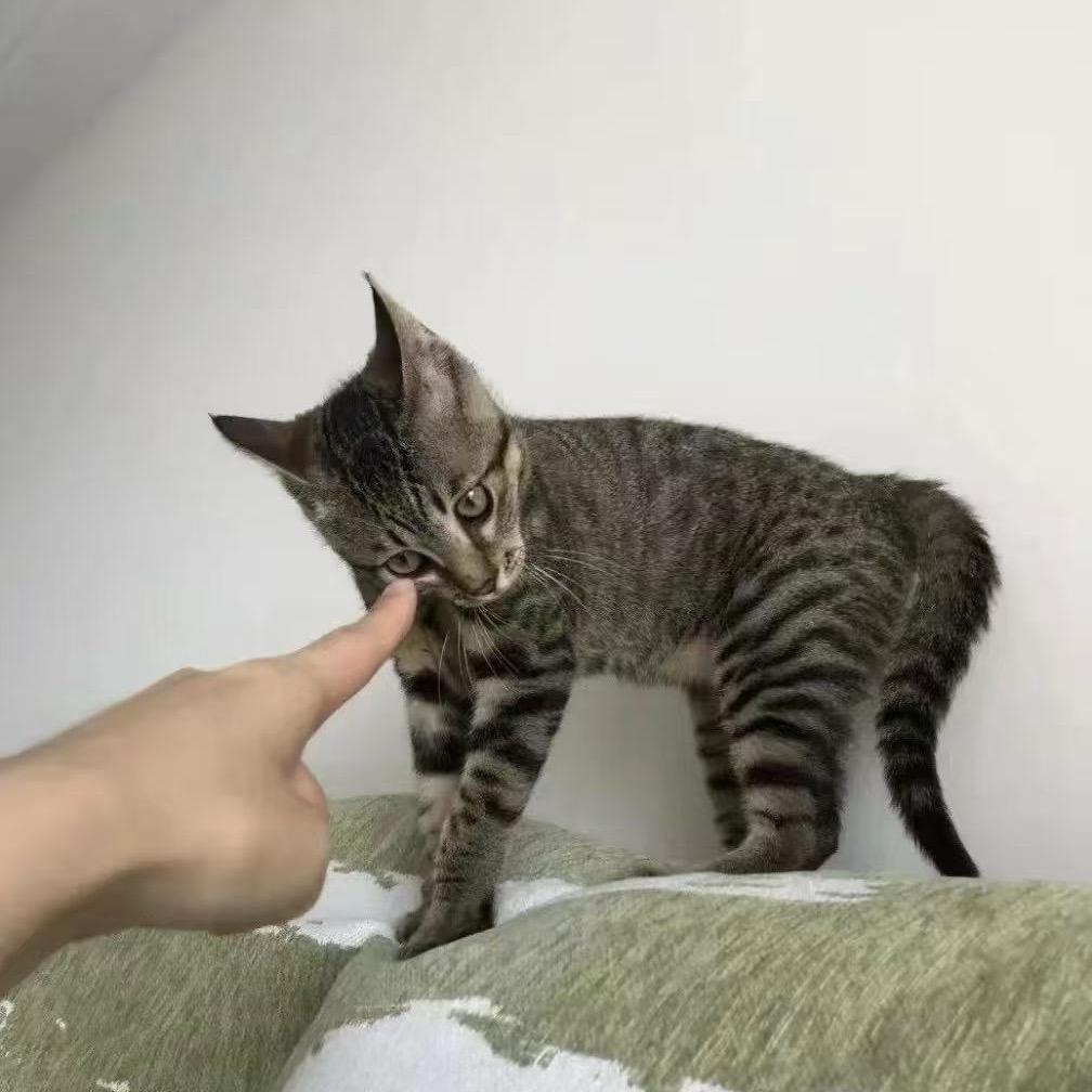 来福