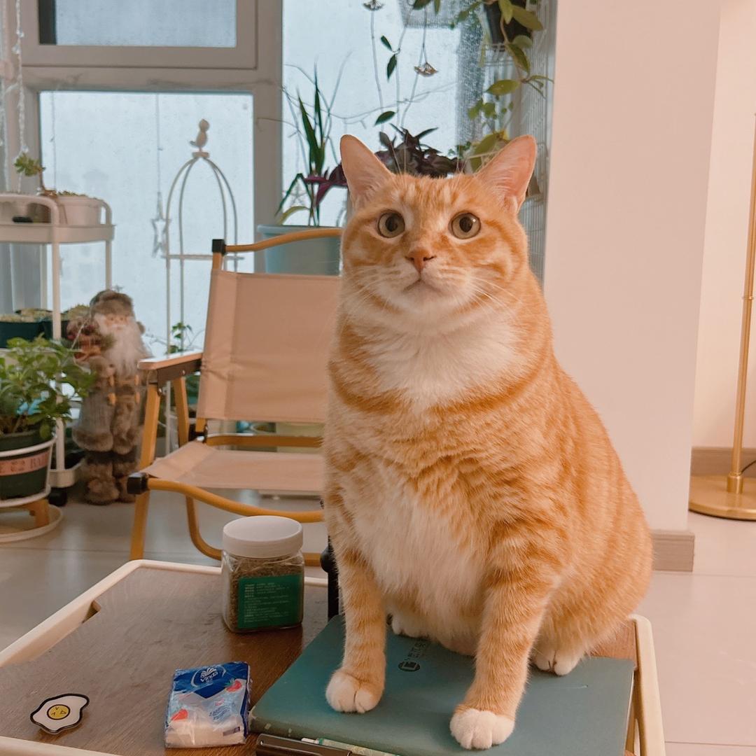 🐈靓仔
