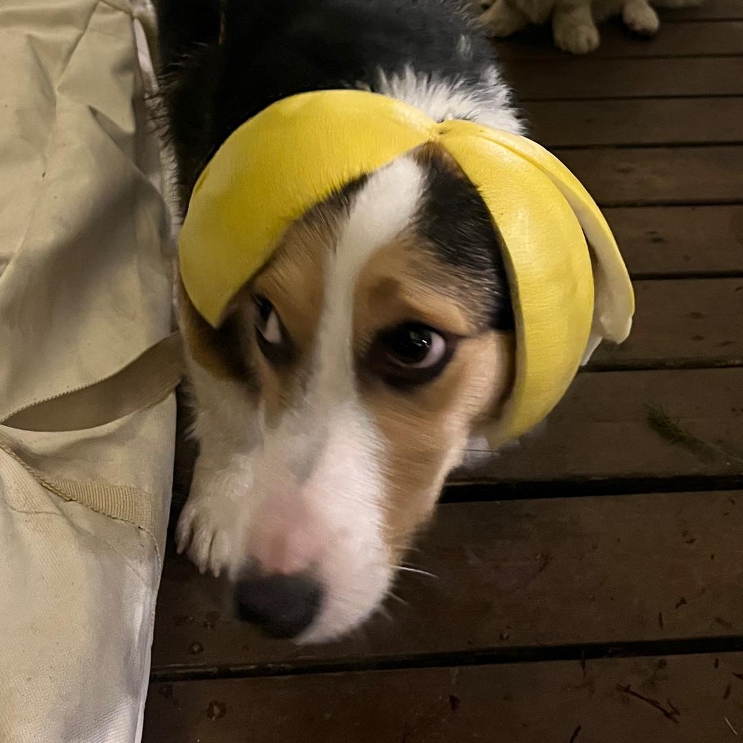 陈奔奔。