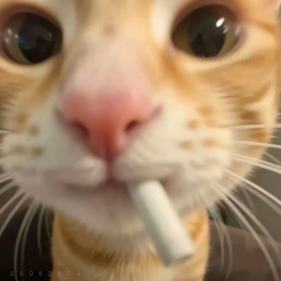 只昂张