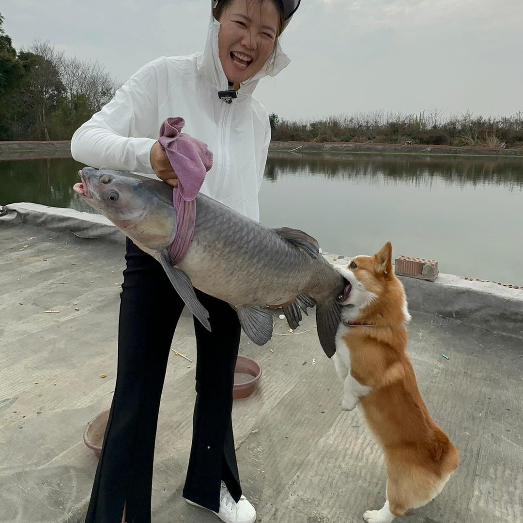 鱼儿