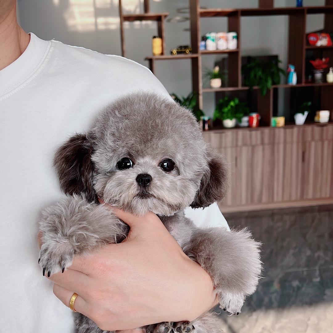 成都杨哥精品萌宠