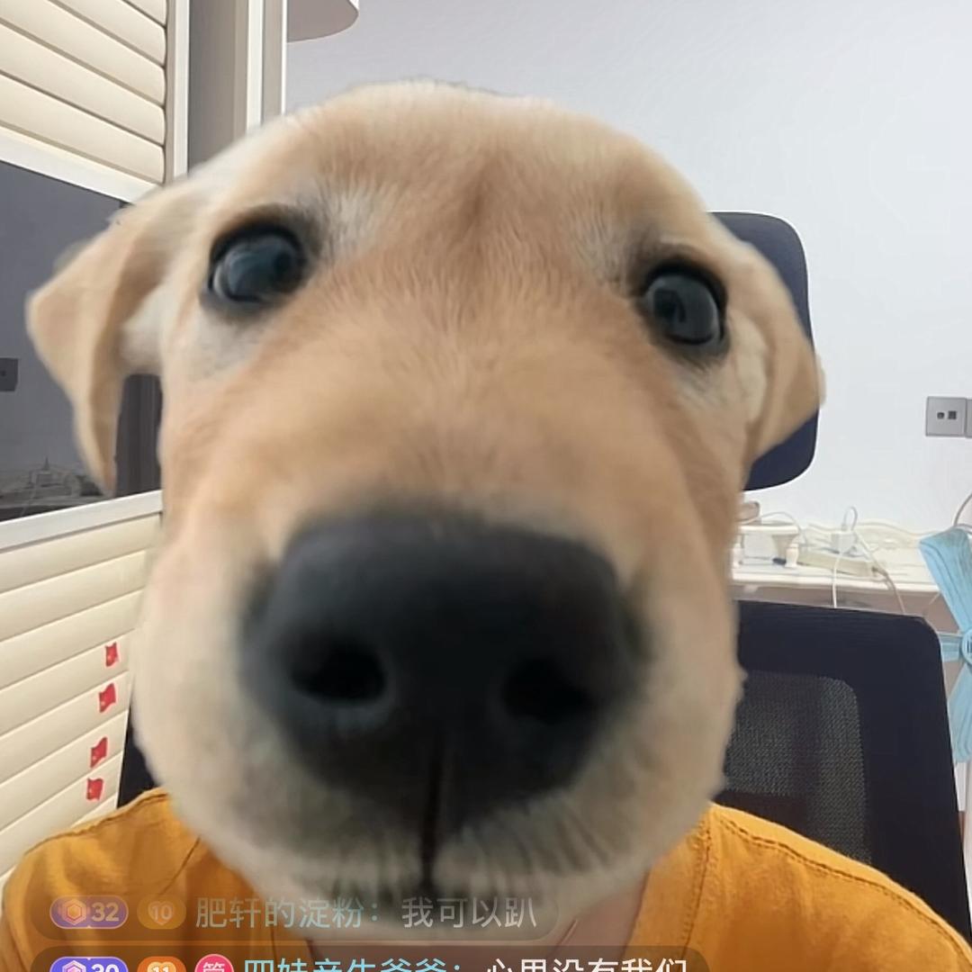 （阿锅家38妹）鹿宝爸爸