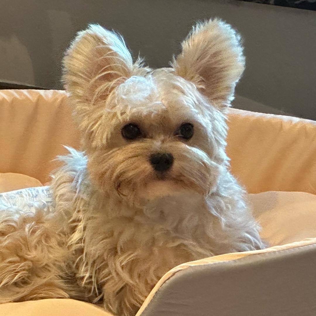 midno是只服装狗