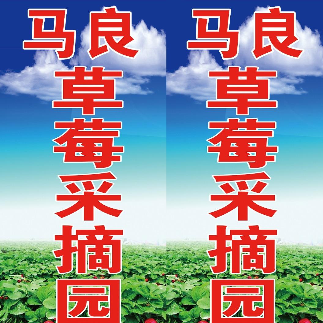 马良草莓采摘园官方号