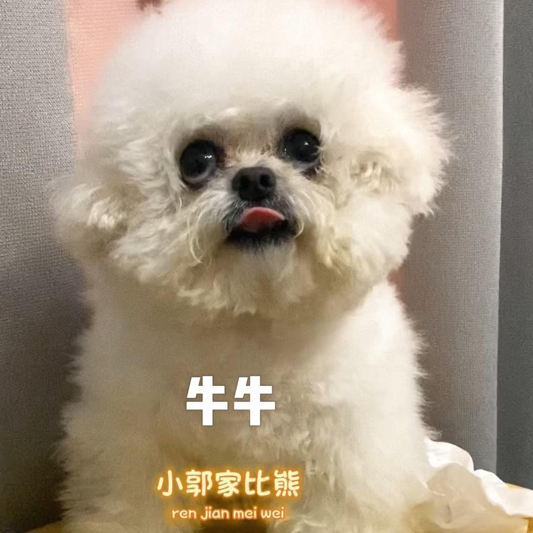 小郭家韩系比熊泰迪熊