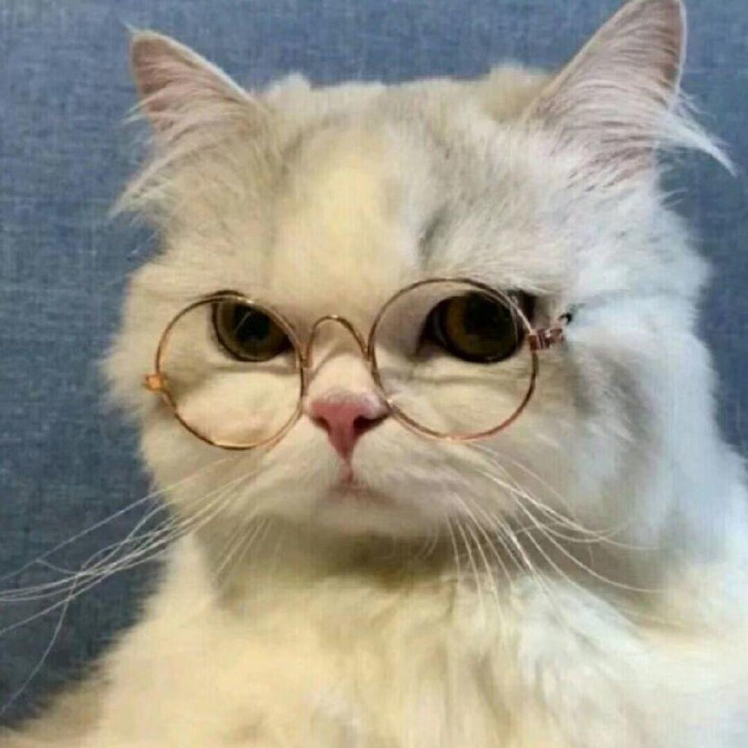 坚强的卑微猫猫