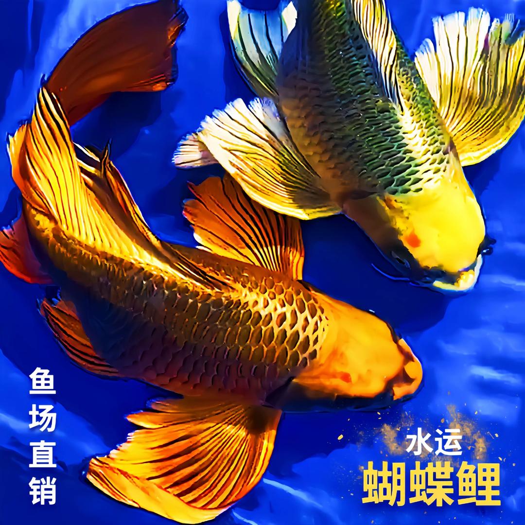 百艺城宠物优选店
