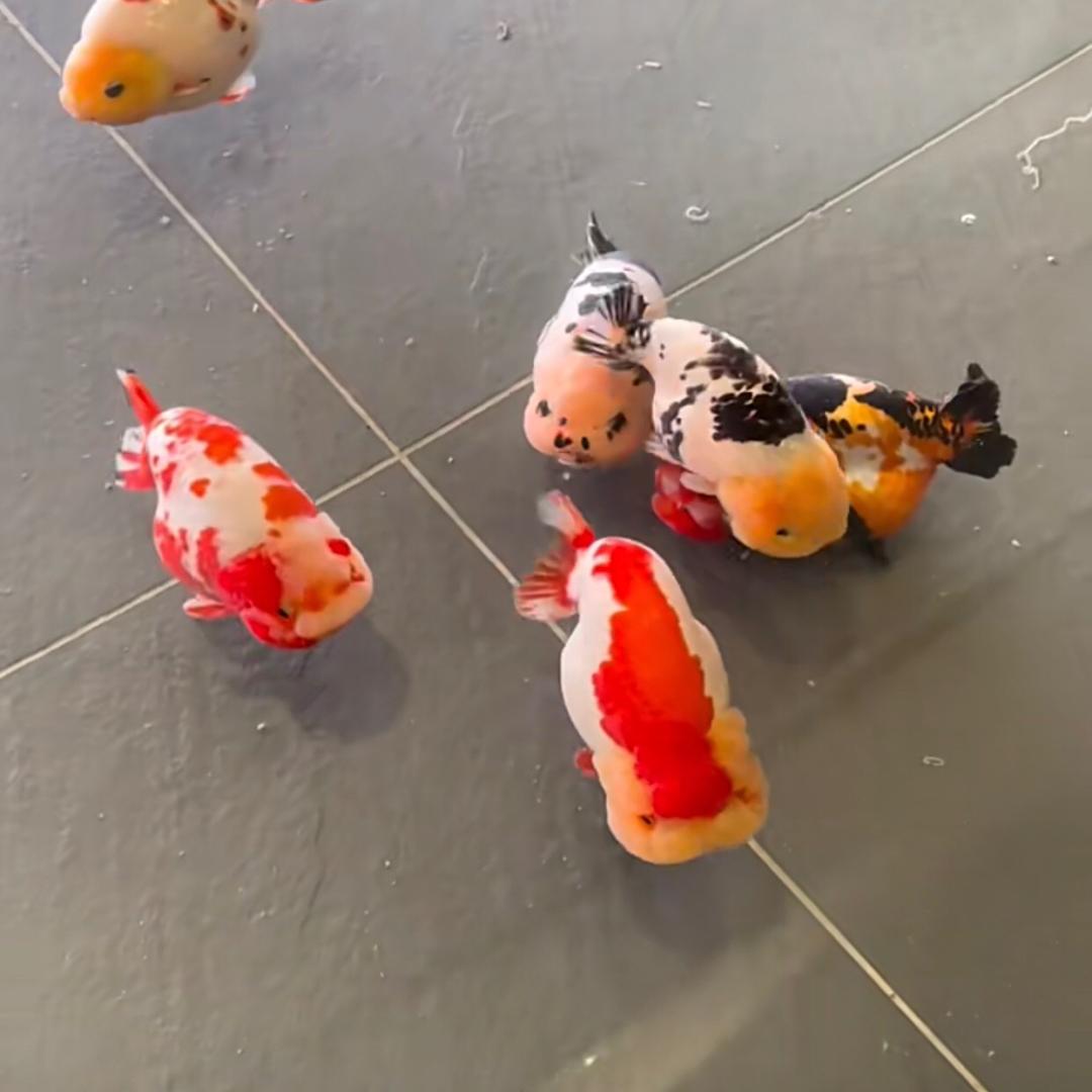 晟鑫