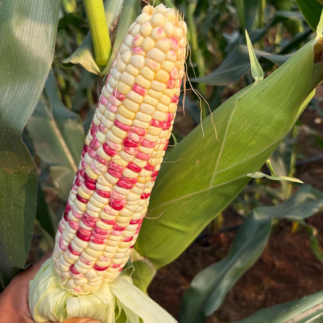 自产自销好果子