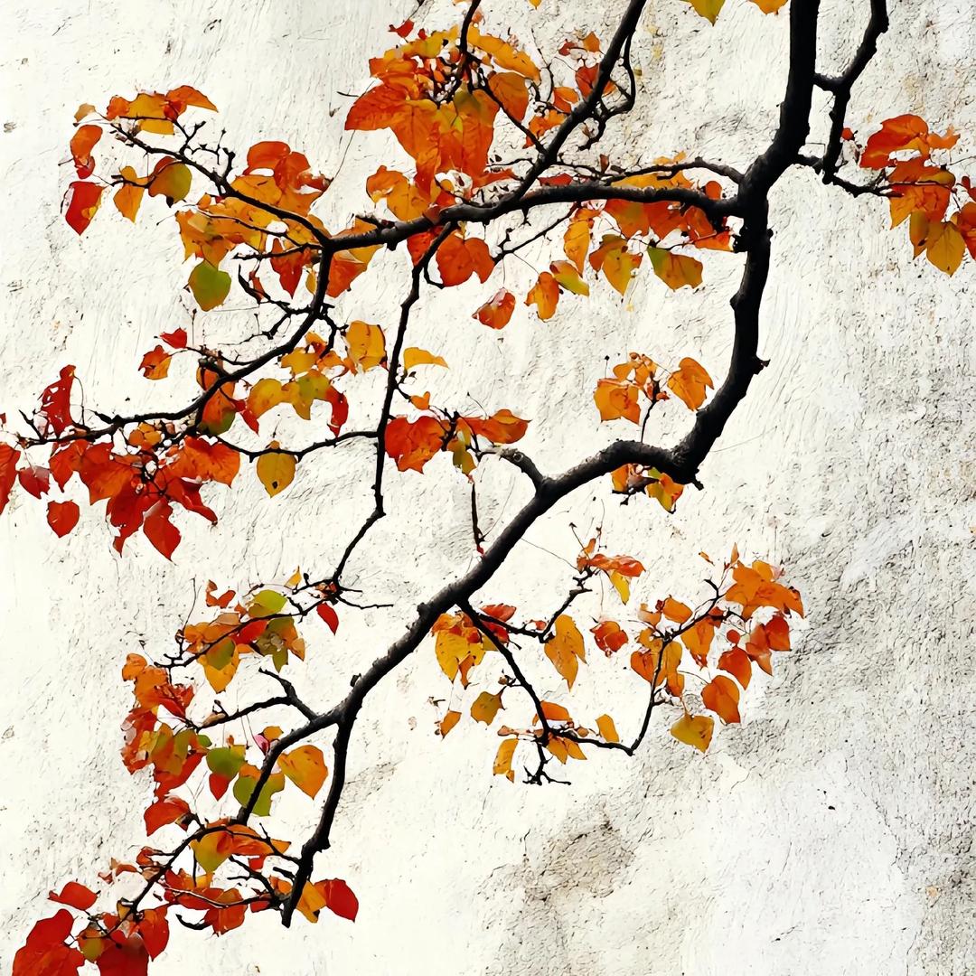 小橘灯🍊Mr. Zhang