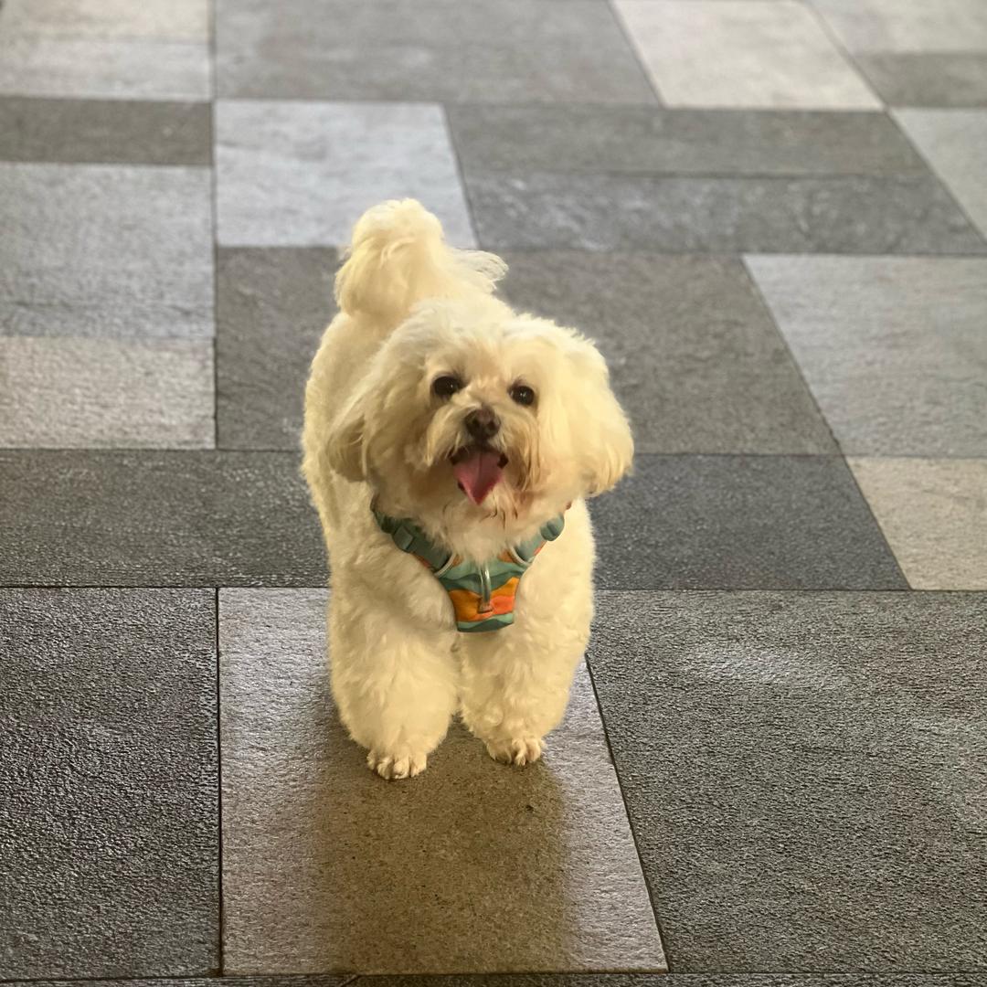 我二狗天下无敌