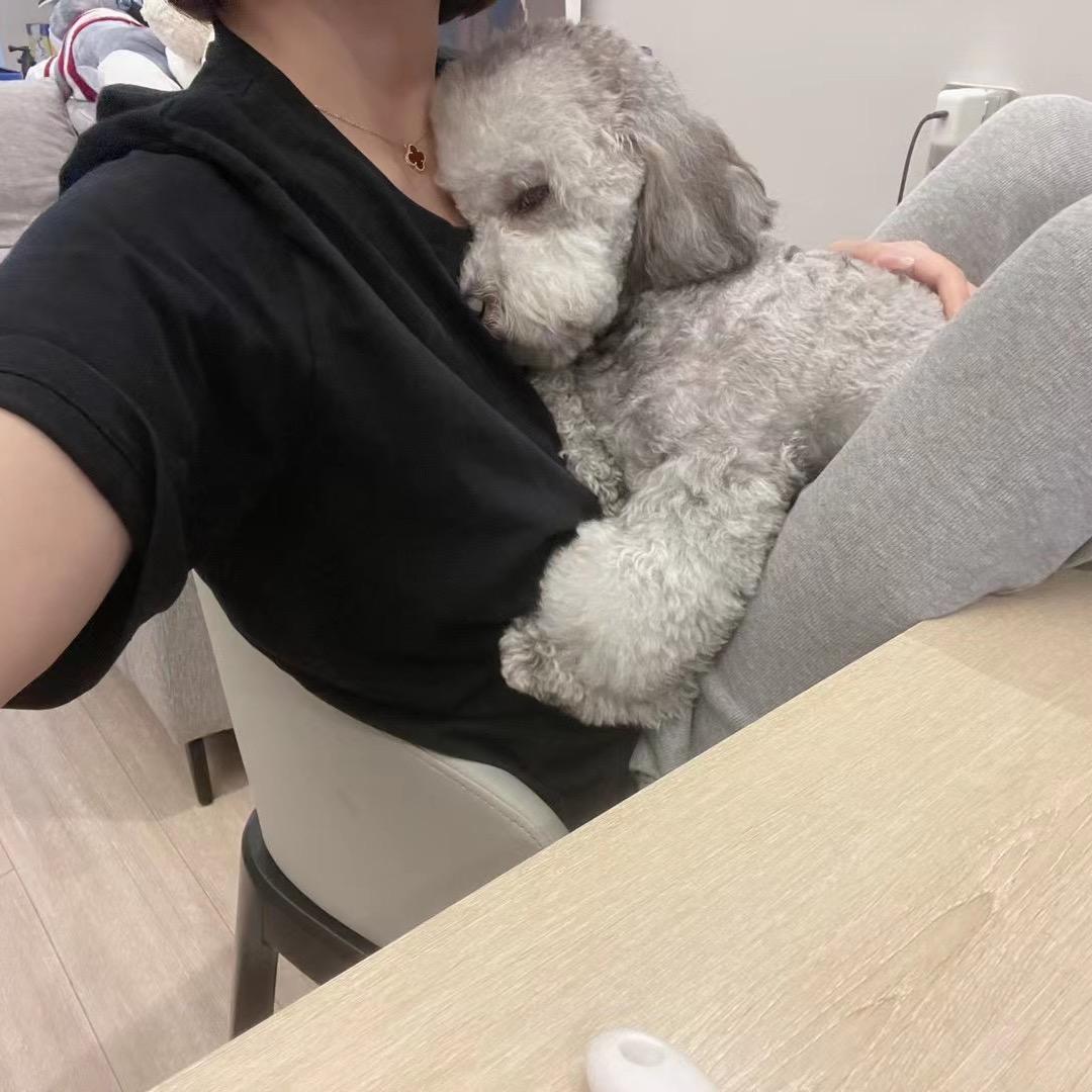 BiuBiu是只灰泰迪