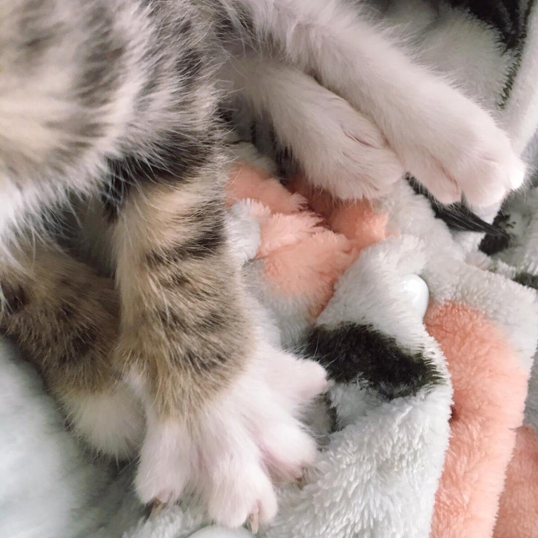 小卡冷蜜