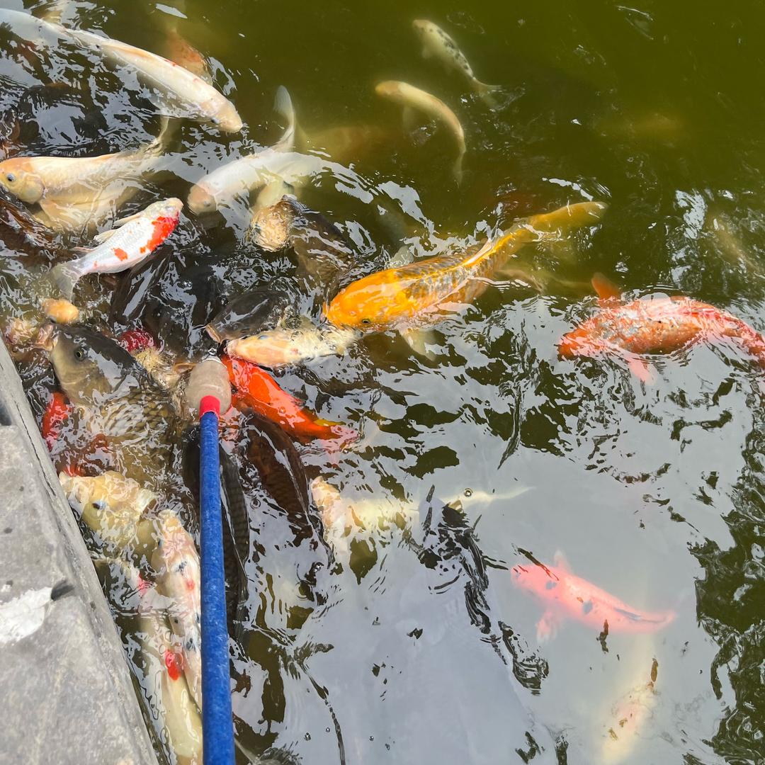 金玉满堂，元宝批发🐠🦚🌽🌻