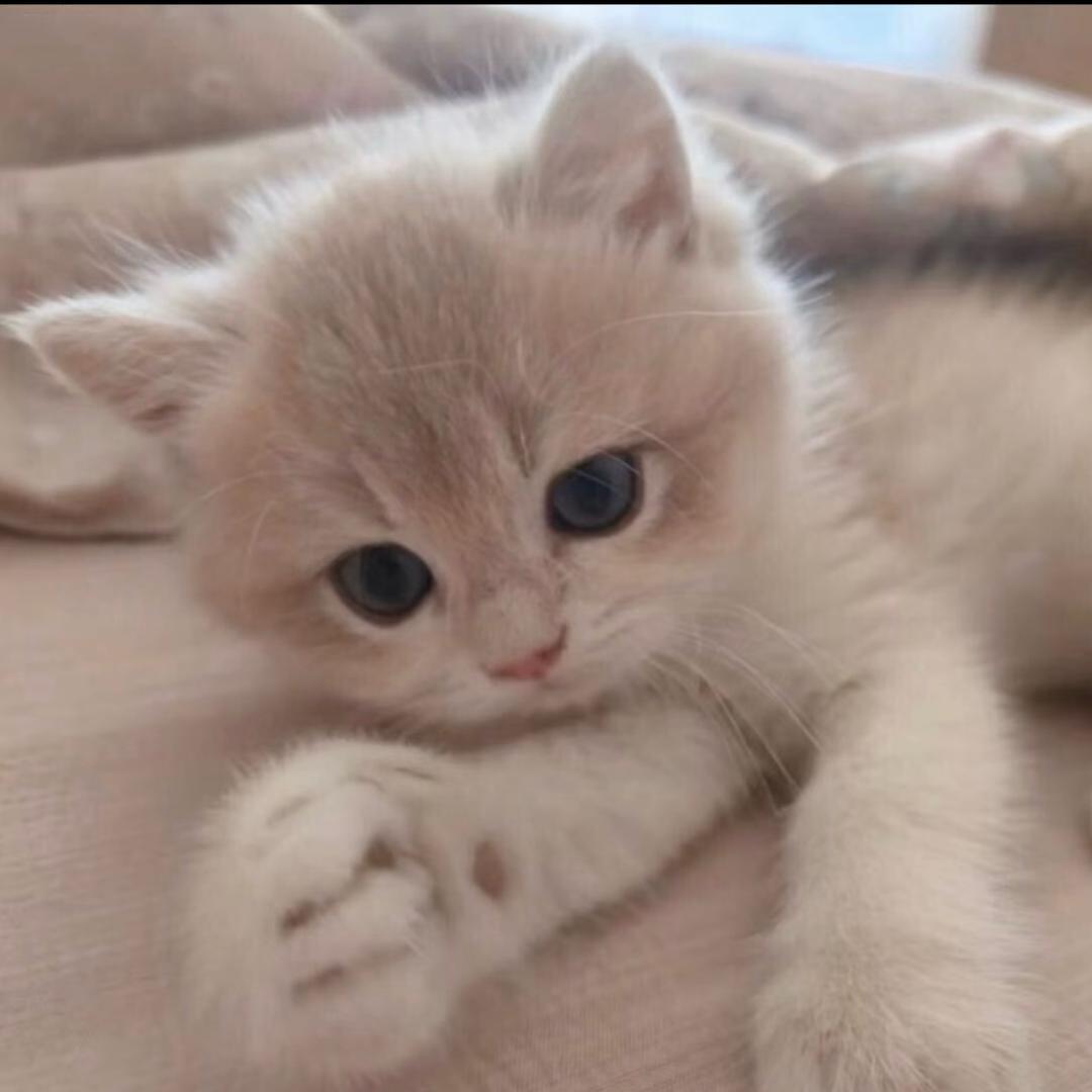 章鱼小丸子