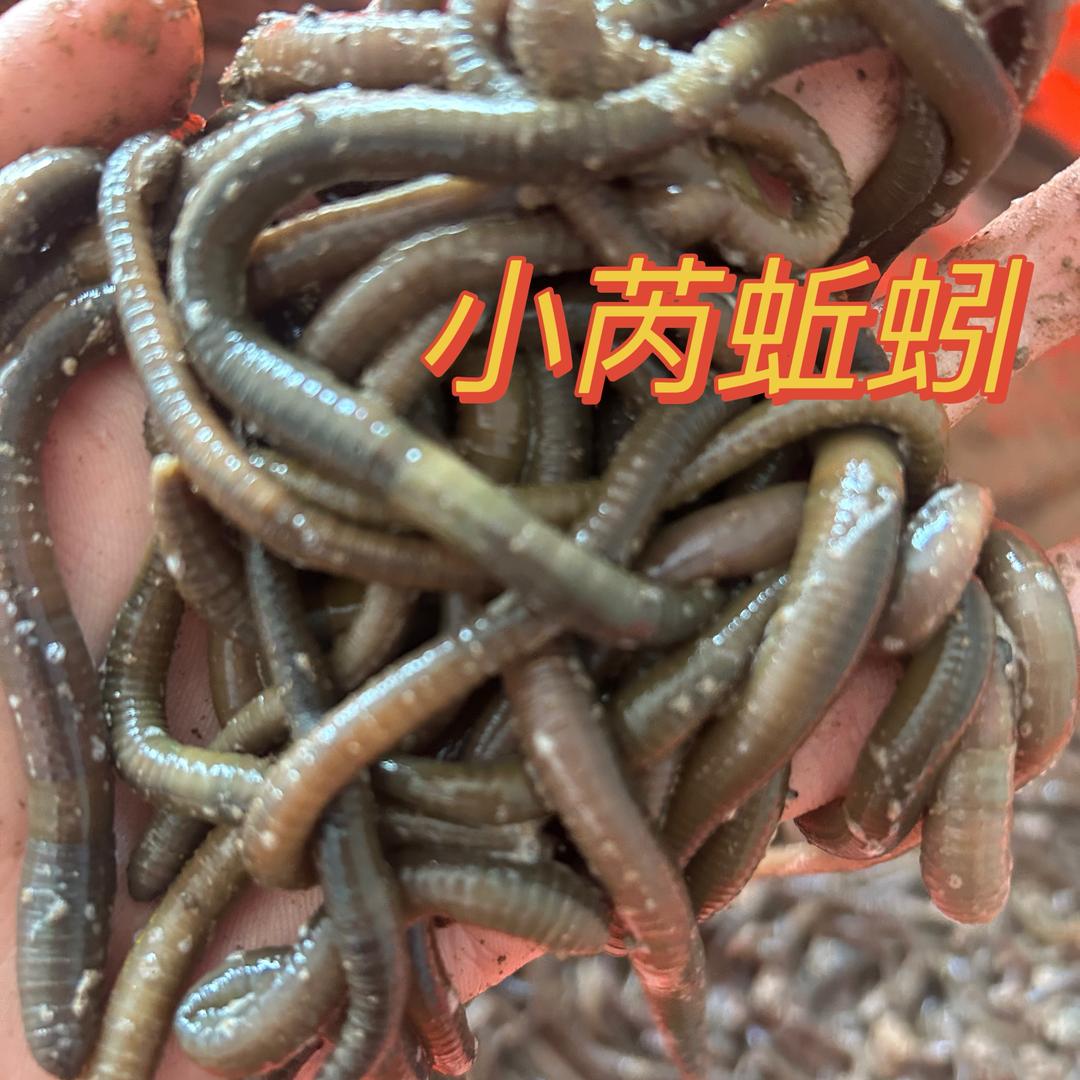 小芮青蚯蚓（户外专供）