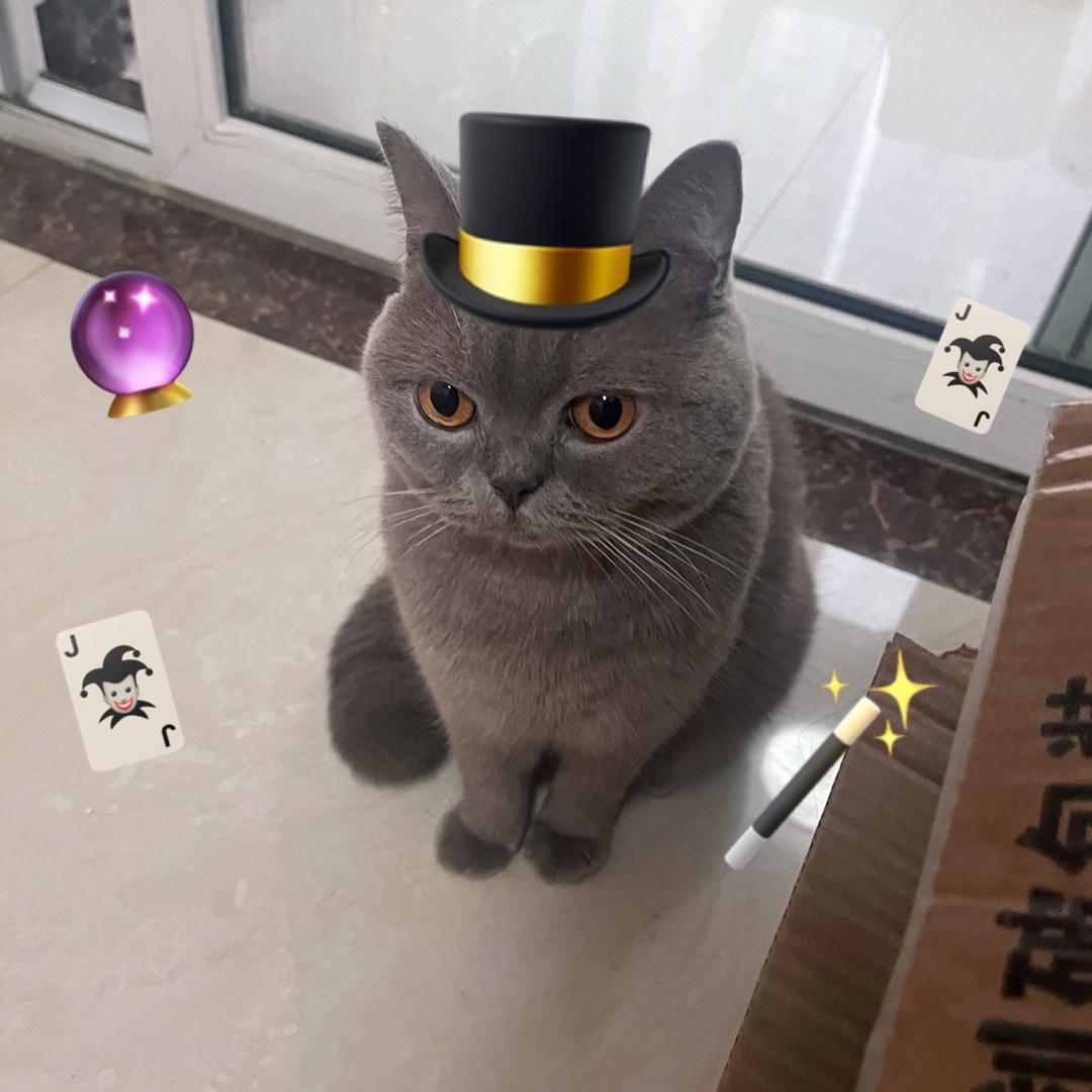 圆脸聪明刀刀