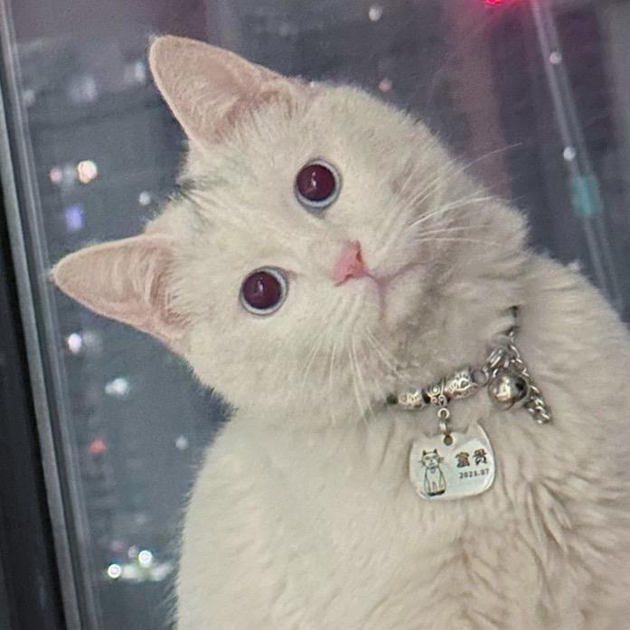 聋猫富贵（呆版）